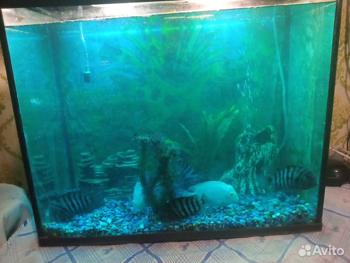 Аквариум