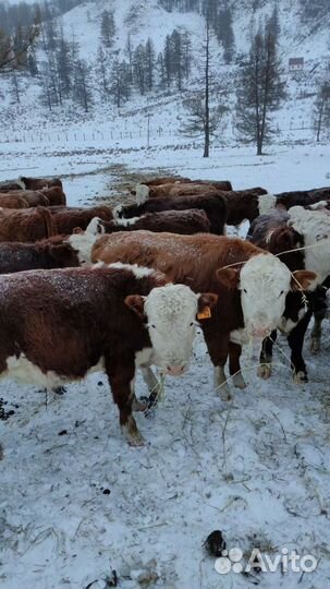 Бычки и быки