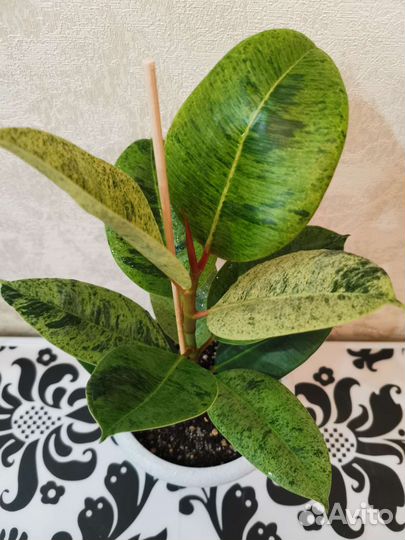 Фикусы сортовые