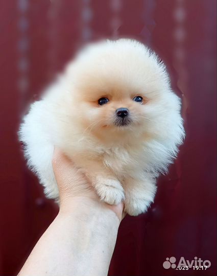 Померанский шпиц медвежьего типа