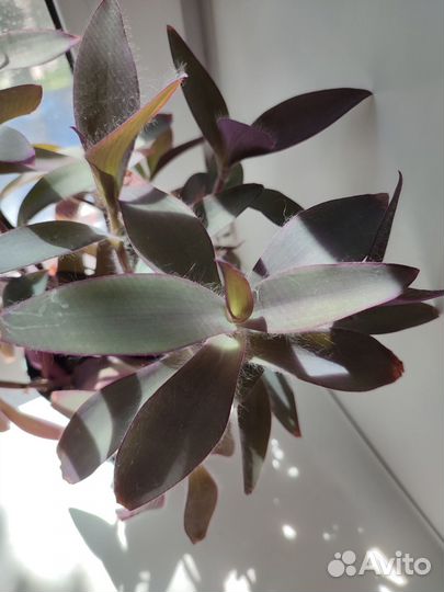 Традесканция