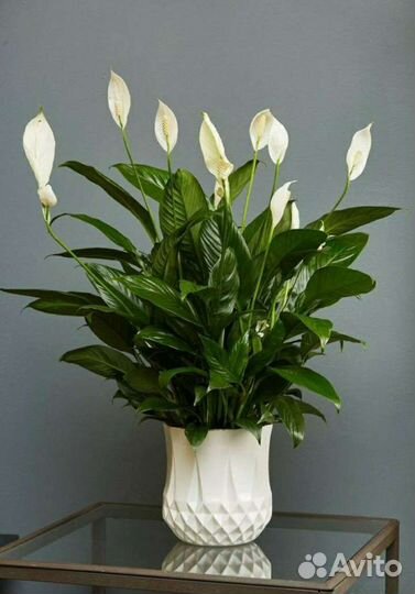 Комнатные цветы. Спатифиллум