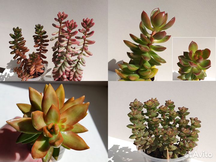 Суккуленты