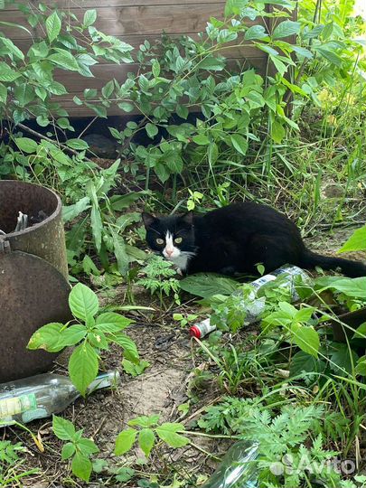 Кошки в добрые руки