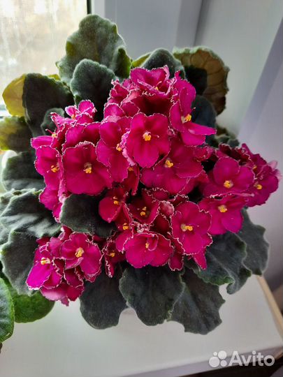 Фиалки, жби