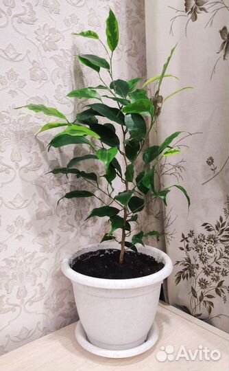 Фикус бенджамина