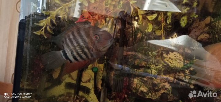 Северум красноплечий роткейл