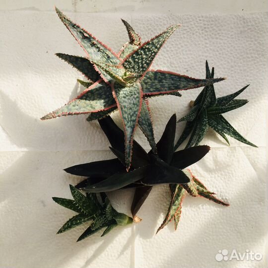 Суккуленты набор