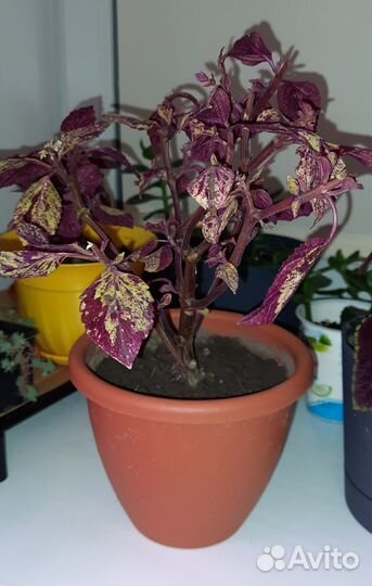 Колеусы вегетативные