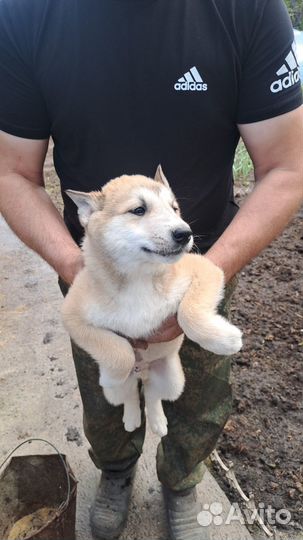 Продам щенков заподно сибирской лайки