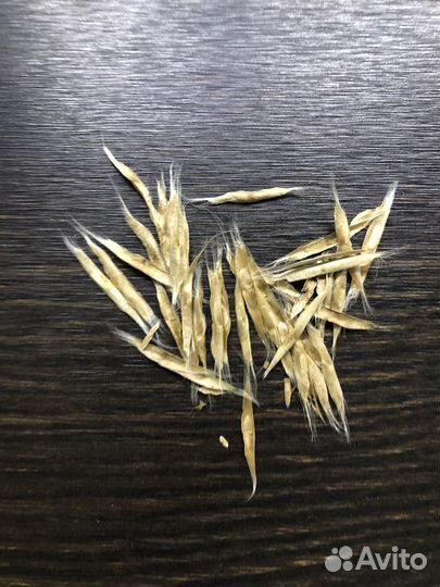 Семена, саженцы катальпы (дерево счастья)