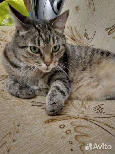 Кот в добрые руки