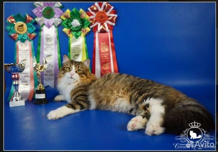 Породистый ласковый сибирский котик
