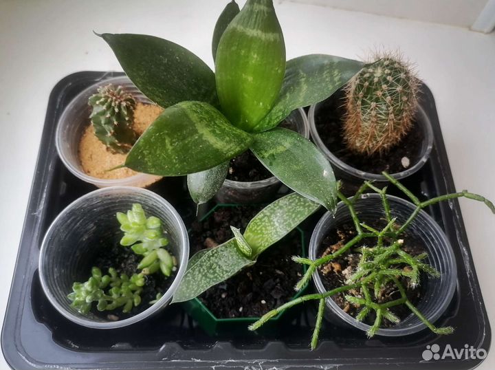 Молодые суккуленты и кактусята