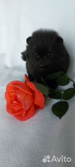 Мини мальчик померанчик