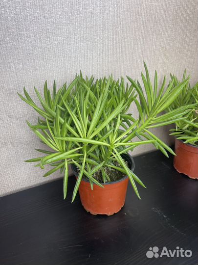 Пеперомия феррейра комнатные цветы