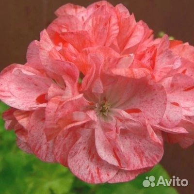 Пеларгония герань