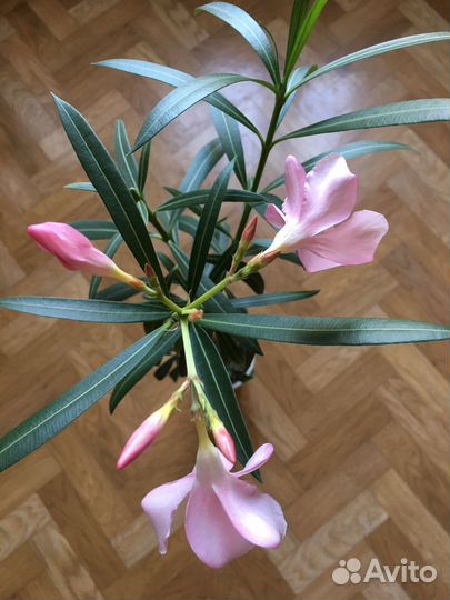 Олеандр розовый, гибискусы-розаны