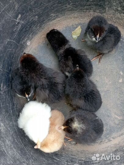 Курица с цыплятами