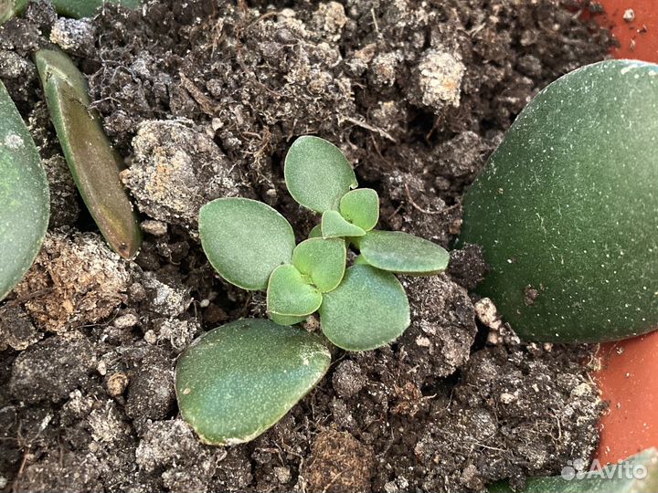 Крассула /Денежное дерево / толстянка