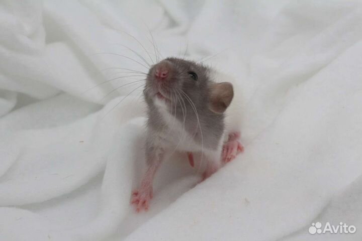 Крысята крысы дамбо вельветин рекс хаски питомник
