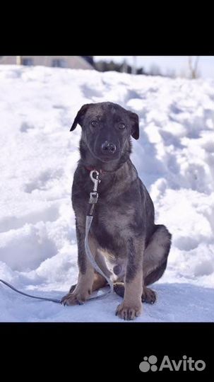 Собака в добрые руки отдам бесплатно