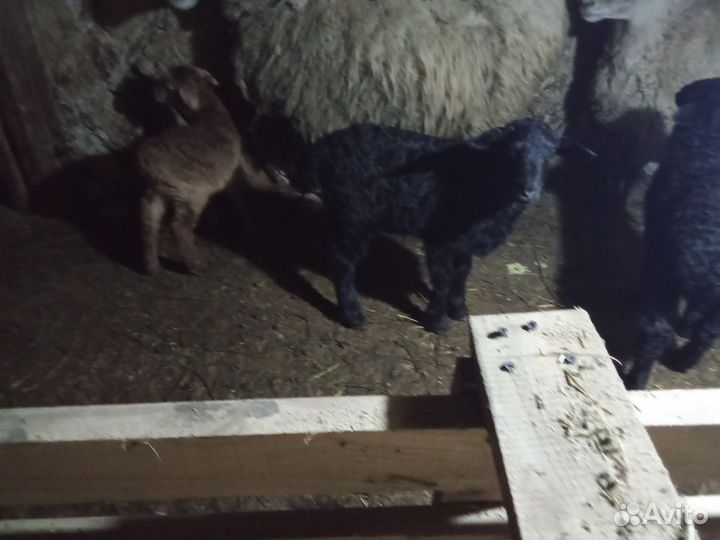 Овцы с ягнятами