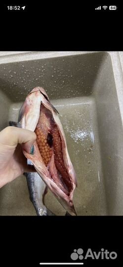 Горбуша икряная неразделаная гост 1кг