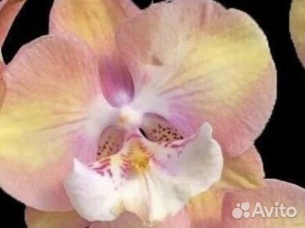 Орхидея фаленопсис Единорог