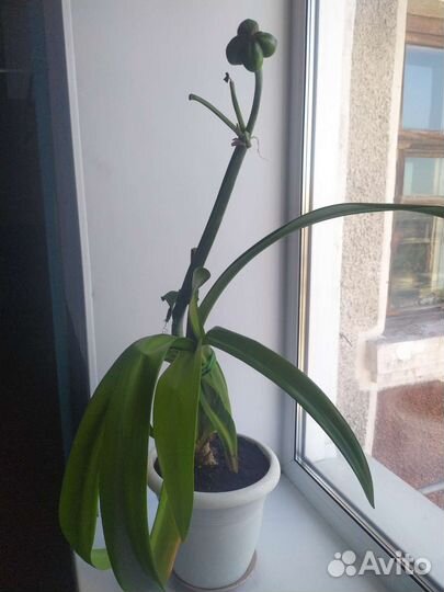 Гиппеаструм/ Hippeastrum