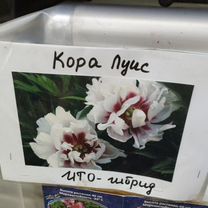 Пион ито-гибрид Кора Луис