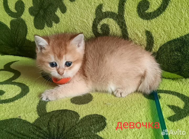 Очаровашки