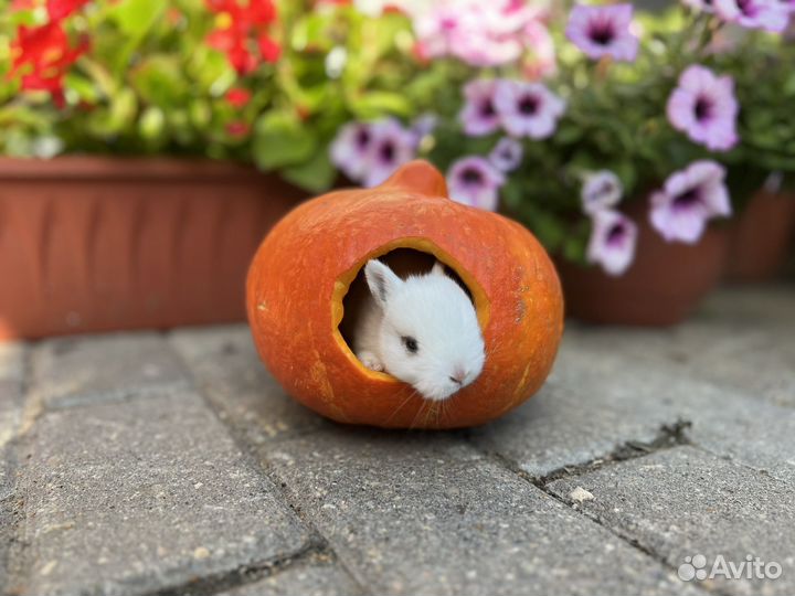 Супер-мини кролики Царские