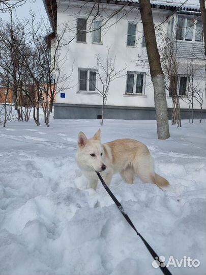 Собака в добрые руки отдам бесплатно