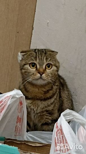 Шотландская кошка