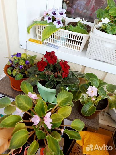 Фиалки разные взрослые (розов,белая,фиолет,бордо)