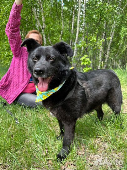 Небольшой плюшевый пес Миша в дар