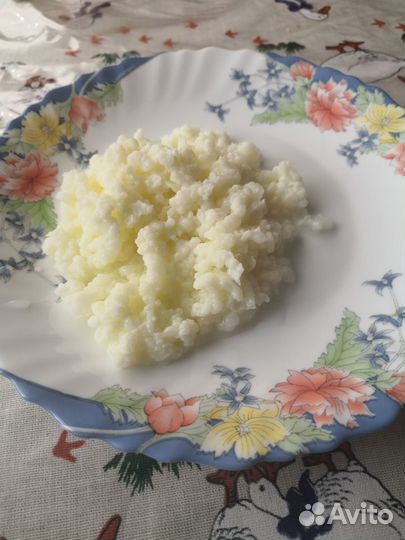 Гриб молочный. Гриб тибетский