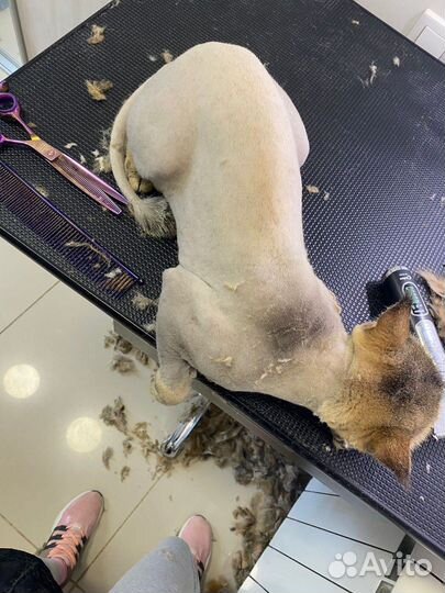 Стрижка кошек на дому