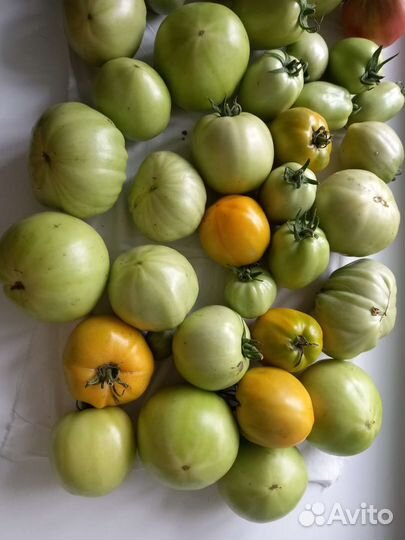 Помидоры фермерские домашние свежие. Томаты