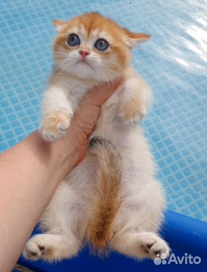 Золотвя девочка ny12