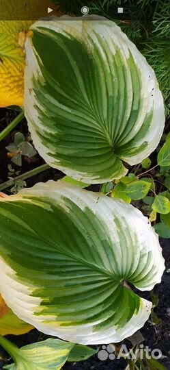 Хоста Шикарная Монтана