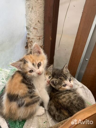Котята девочки бесплатно