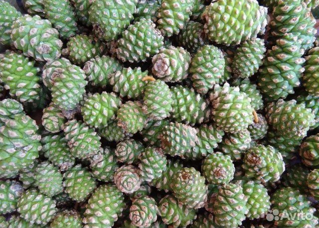 В наличии мелкие шишки май2023 год. Успейте