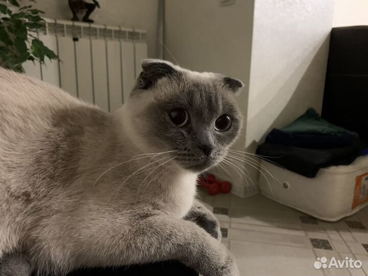 Ищем кота для вязки