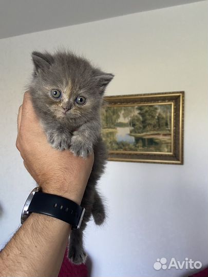 Персы экзоты