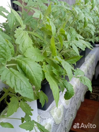 Рассада помидор