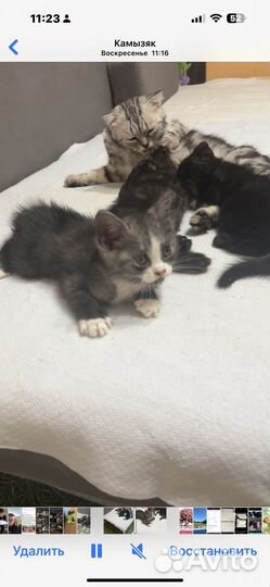 Шотландская кошка в добрые руки