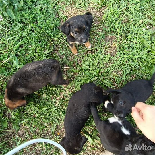 Отдам щенков в добрые руки бесплатно