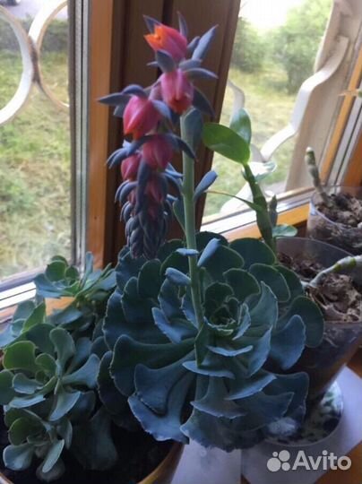 Суккулент редкий цветочик. Эхеверия